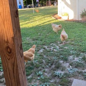 Meet your Posher, Tracy